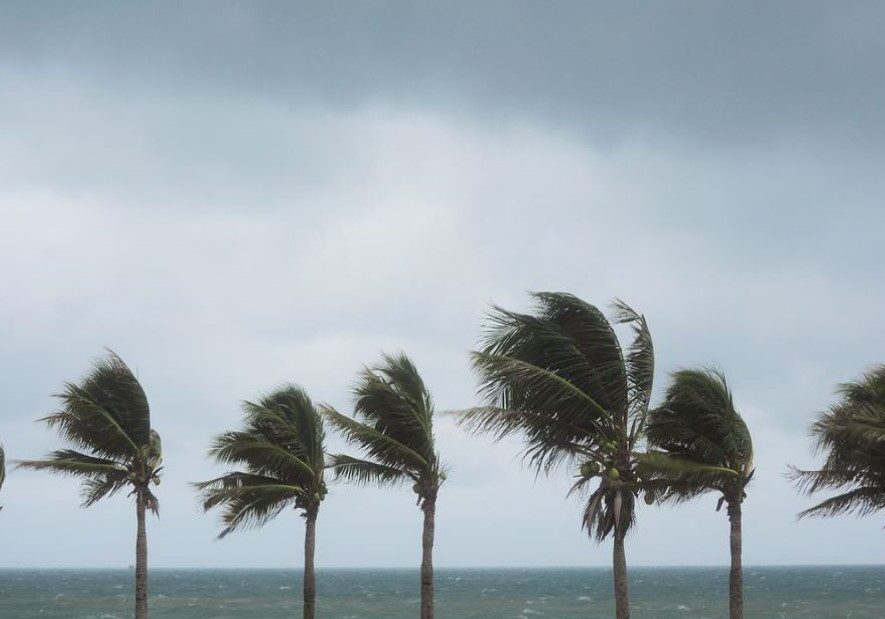 A row of palm trees blowing in the wind.